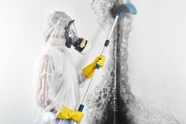Best Post-Construction Mold Inspection  in Linden, TX