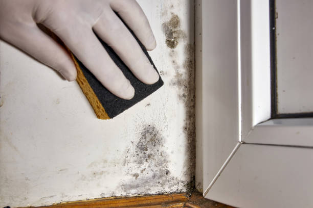 Best Air Quality Testing for Mold Spores  in Linden, TX